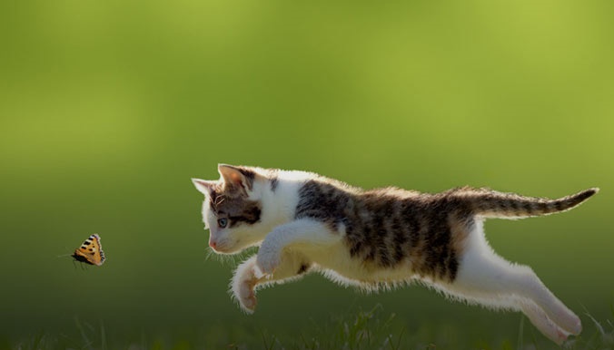 همه چیز در مورد نگهداری از گربه در خانه