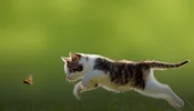 همه چیز در مورد نگهداری از گربه در خانه